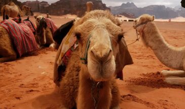 73516261-eb17-4905-ac9e-be2202fa395c