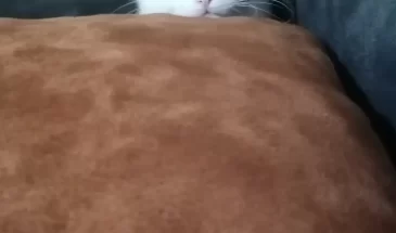 IMG_20211013_164228_670