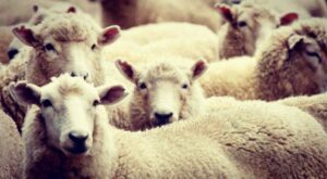 Eid-al-Adha-sheep