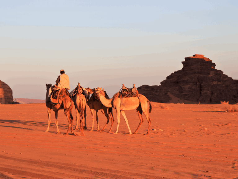 camel in Wadi Rum