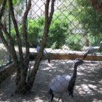 Prince Hashem Bird Park