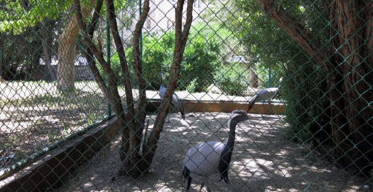 Prince Hashem Bird Park