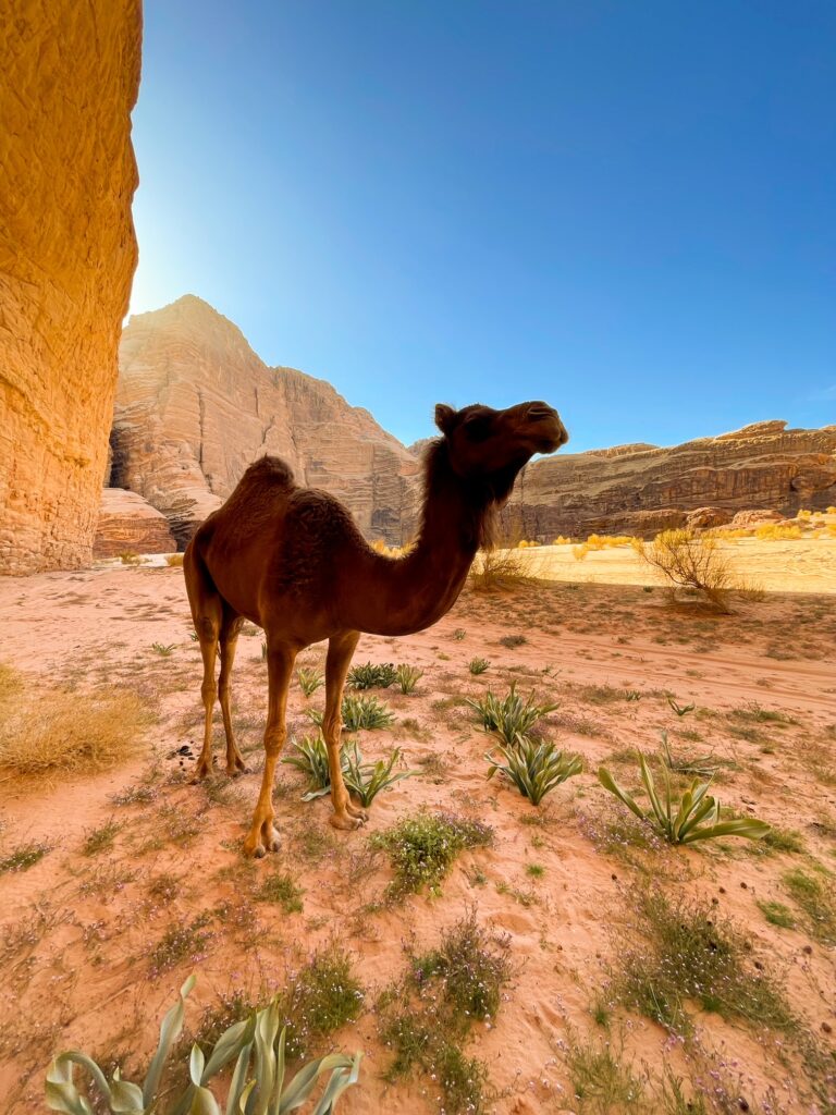 camel in wadi rum