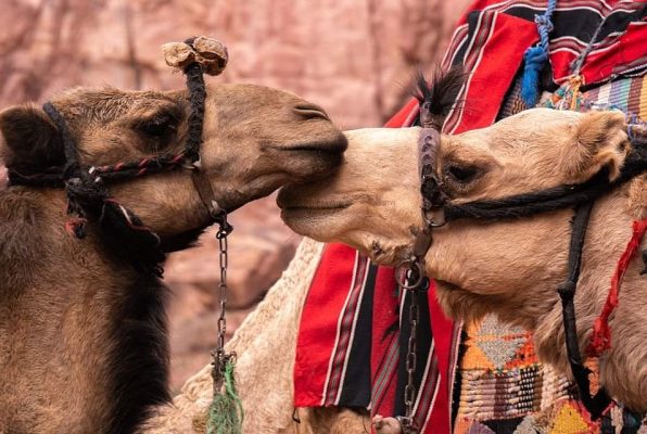 Camel petra jordan